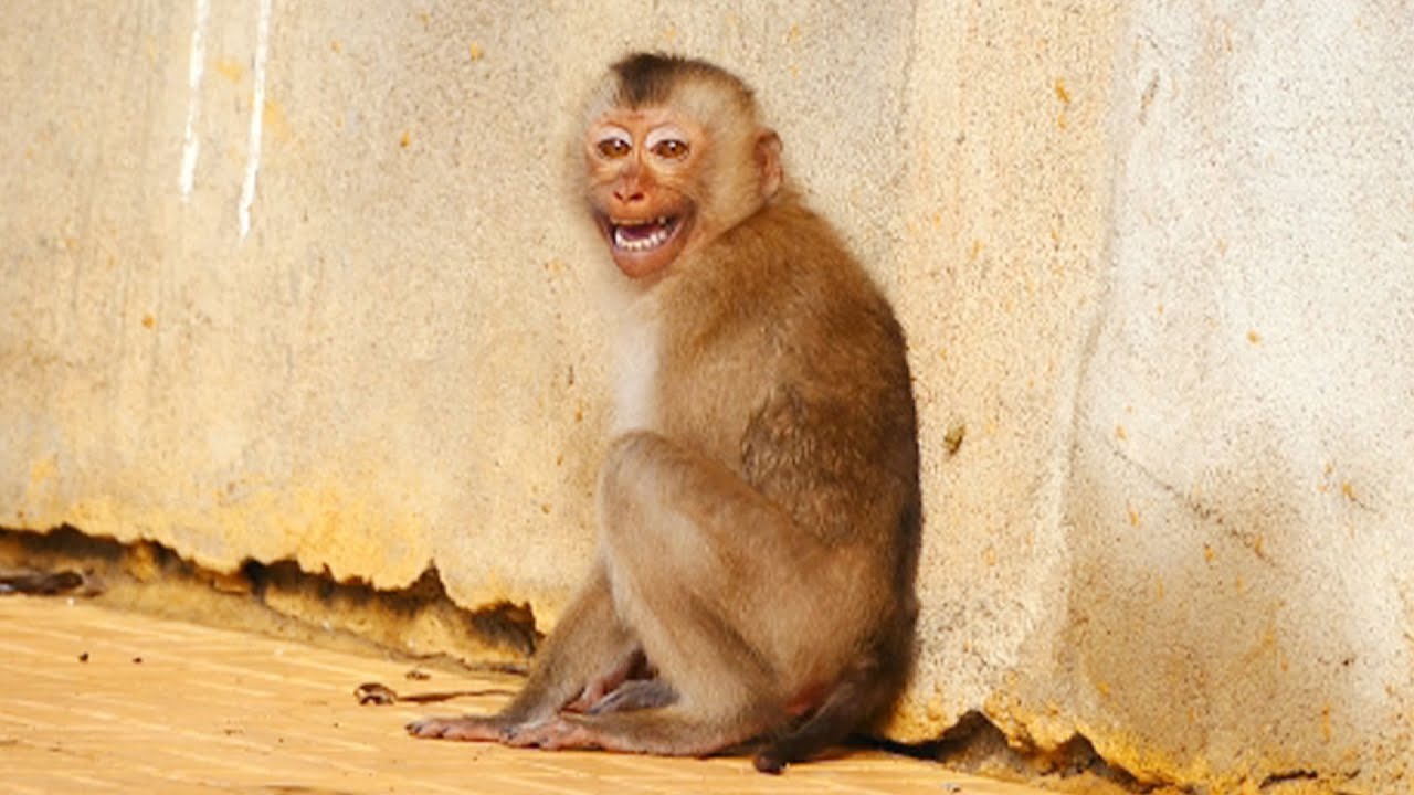 Terrified Monkey Lipa Crying Very Loud To Climb Down Too Fast From The Temple - He's Frightened #37