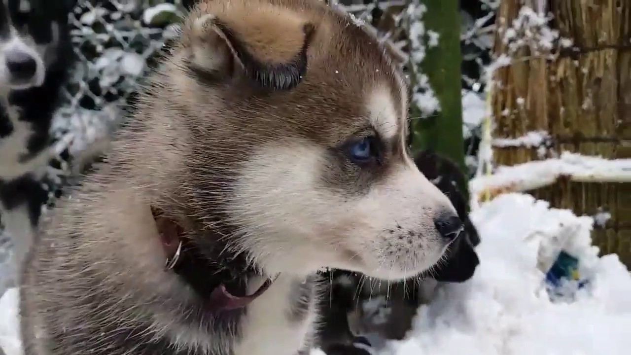 Husky akita (huskita) mix 5 weeks old playing in the snow.