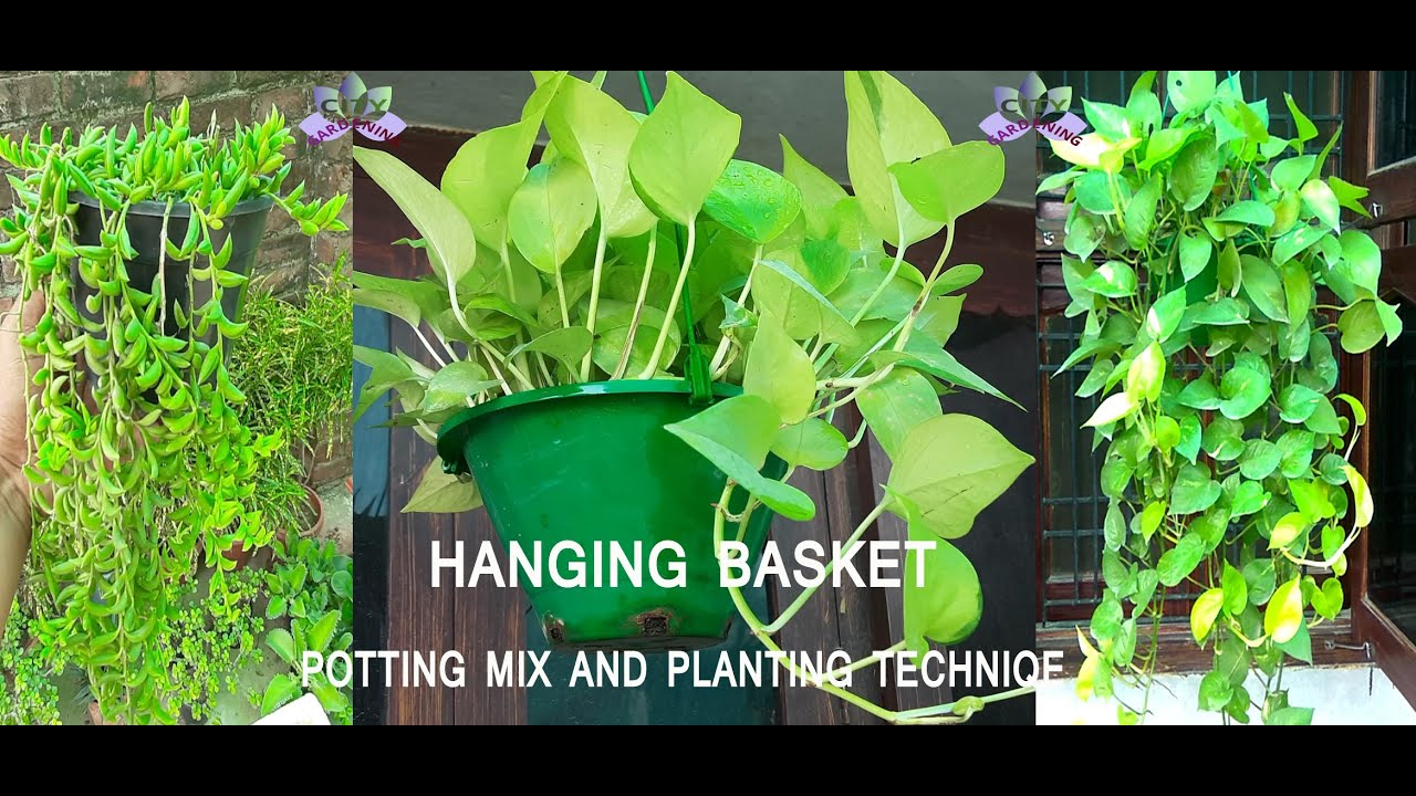How to plant in a hanging basket? Potting mix and other essential points discussed.