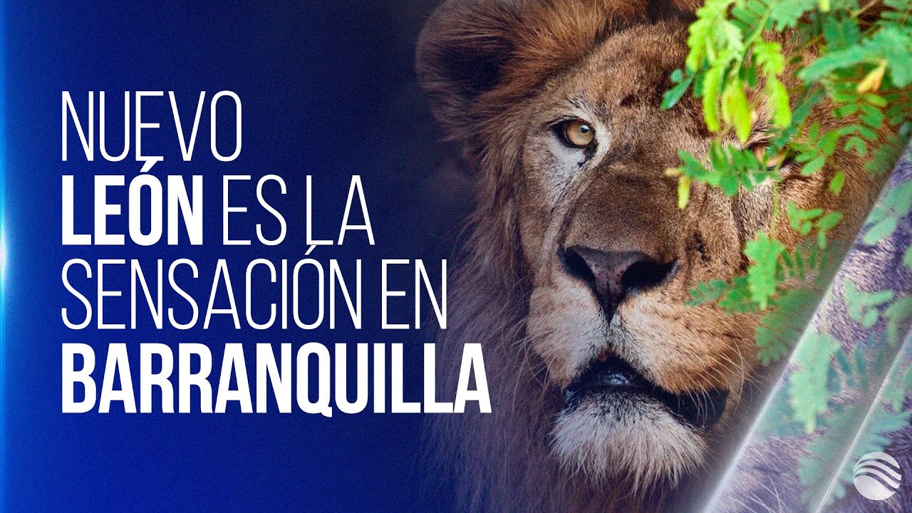 El nuevo león que rugirá en el zoológico de Barranquilla