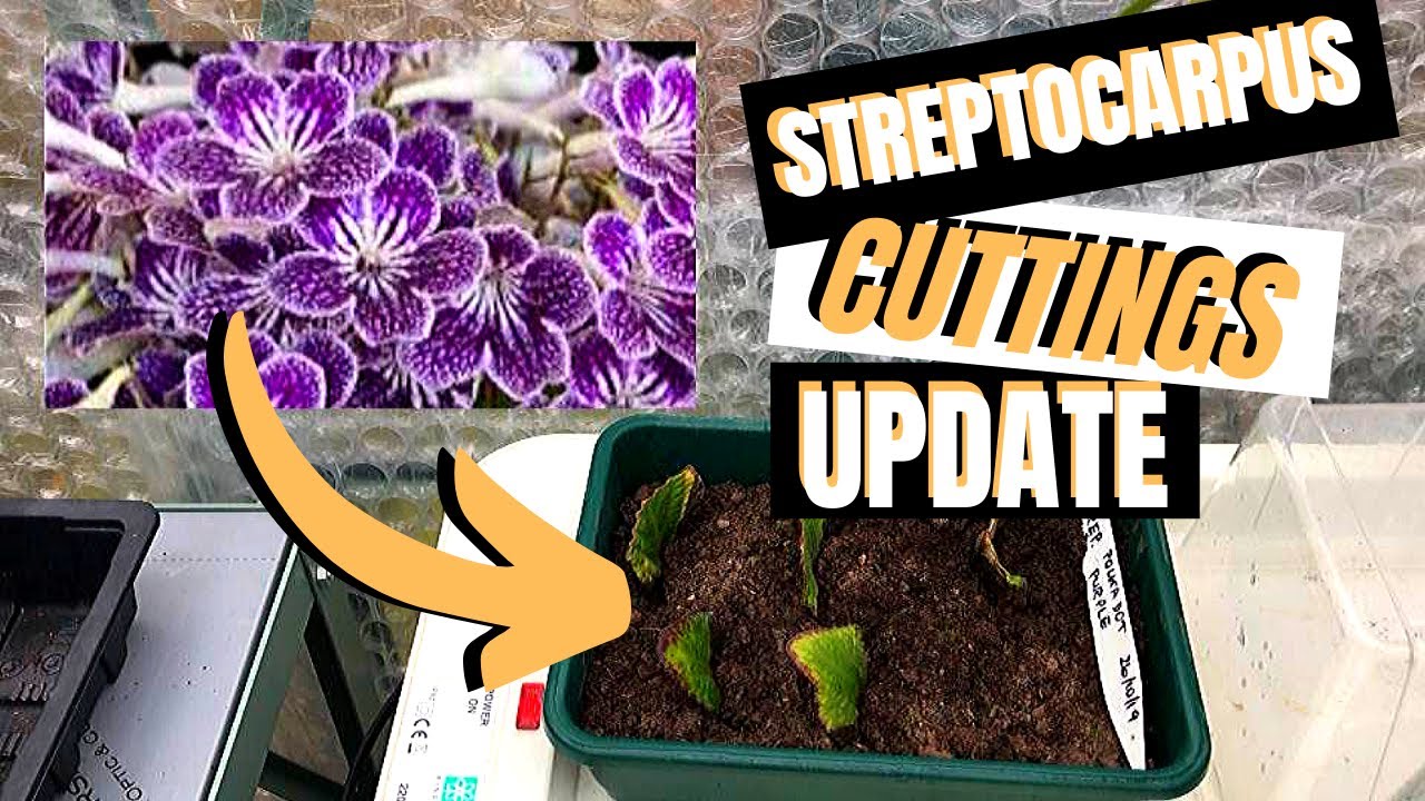 STREPTOCARPUS & DIPLADENIA SANDERI Cuttings update