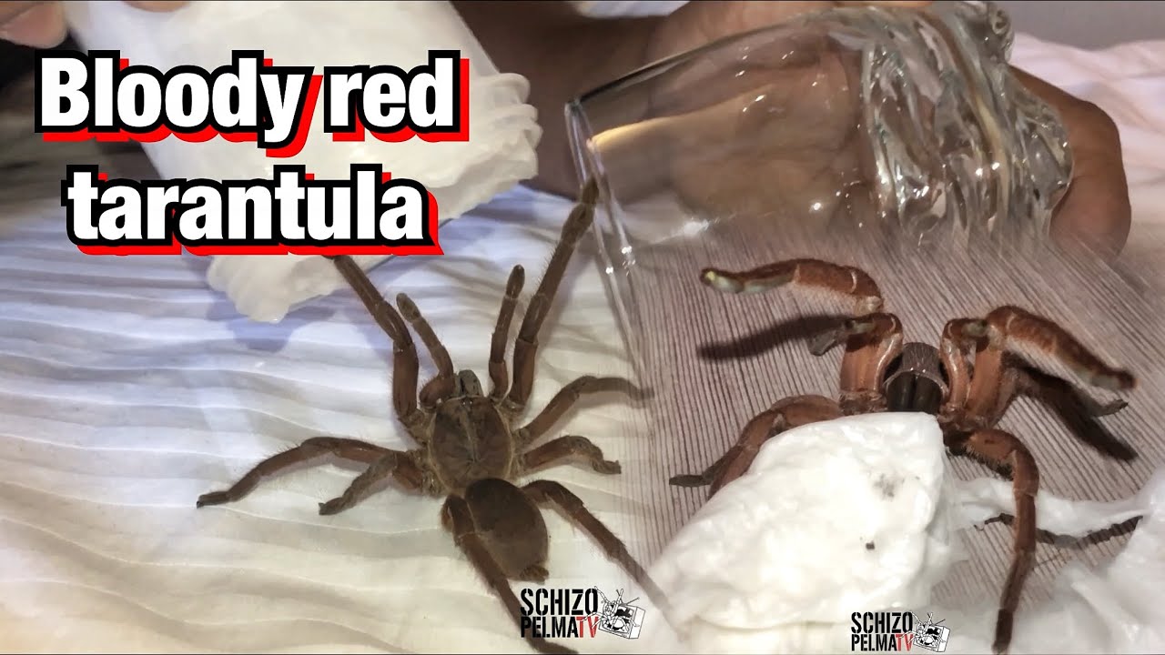 Close encounter with bloody red tarantula