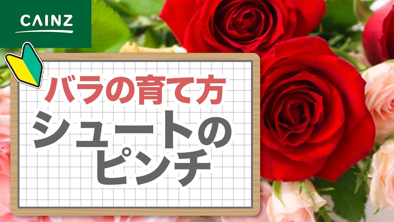 バラの育て方 ~シュートのピンチ編~
