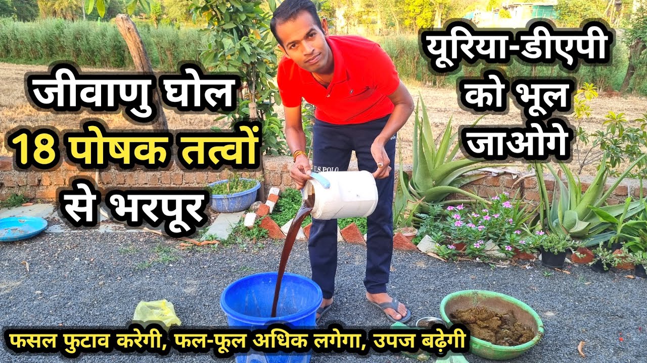 जीवाणु घोल 18 पोषक तत्वों से भरपूर कैंसे बनायें || यूरिया और DAP को भूल जाओगे | jiva amrit