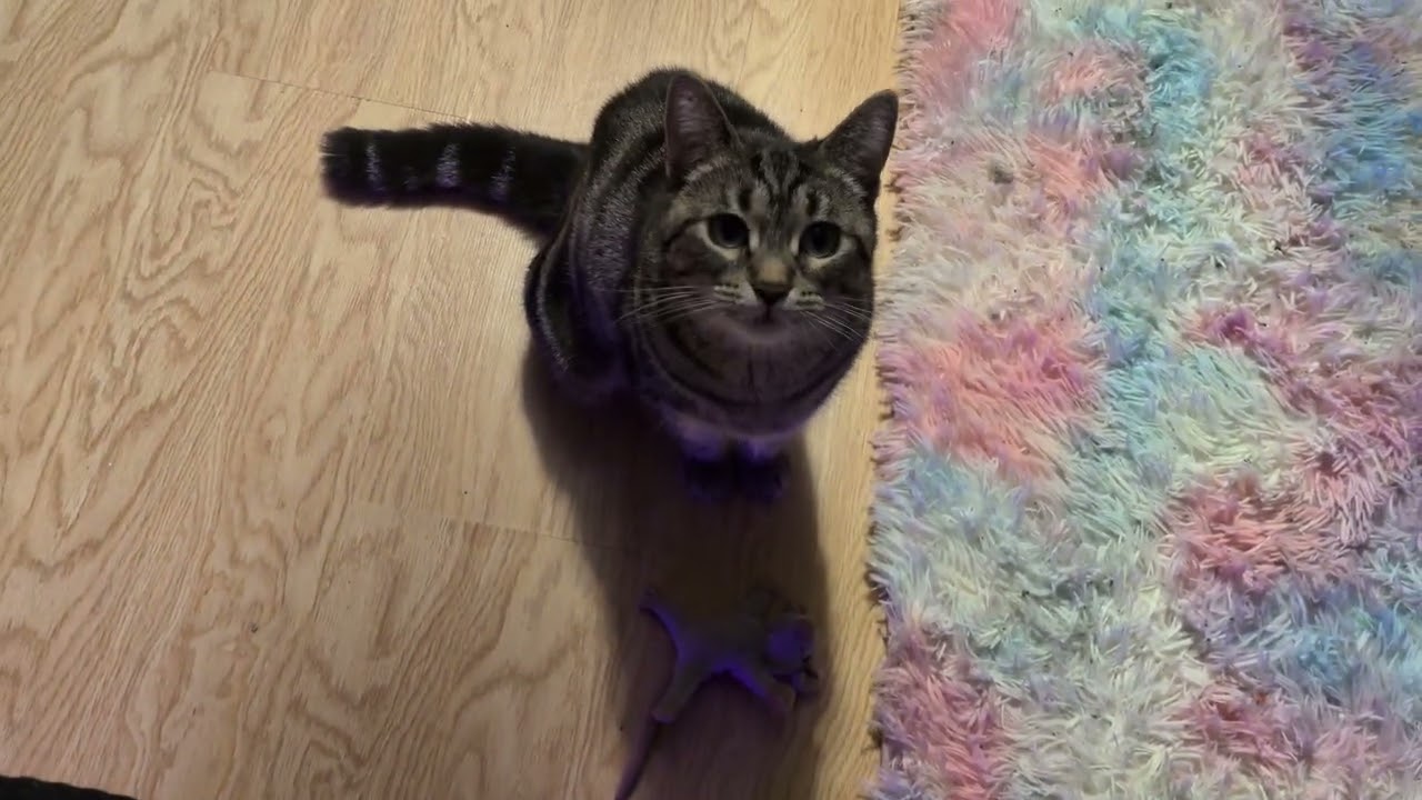 ᓚᘏᗢ Playful Kitty Really Likes Her Mouse Toy (part 1) | Cute Tabby Cat Short