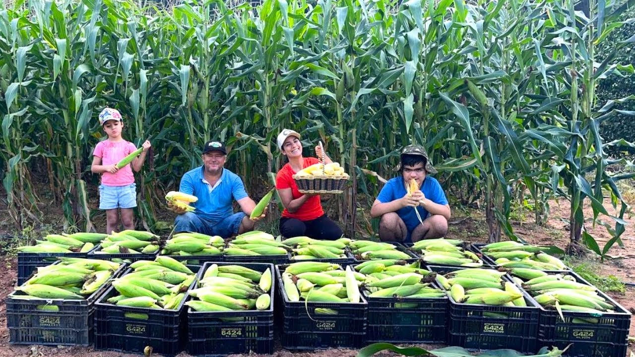 Um dia de colheita de milho verde com o Lauriano, entenda sua rotina como pequeno agricultor