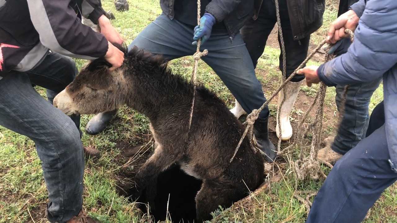 记录农村：闲话还没说完，有人就来喊人了，他家毛驴掉地窖了，没有一家的事是自家的事