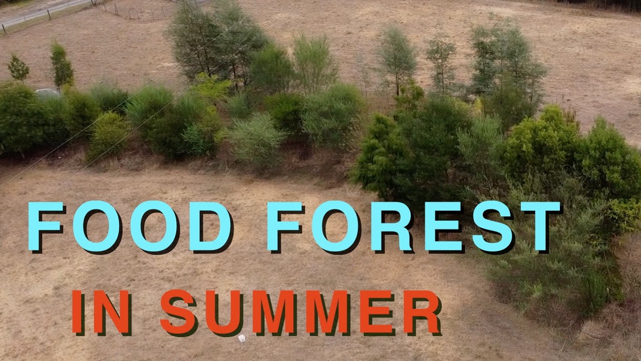 Is Summer Taking It's Toll on the Swale Food Forest