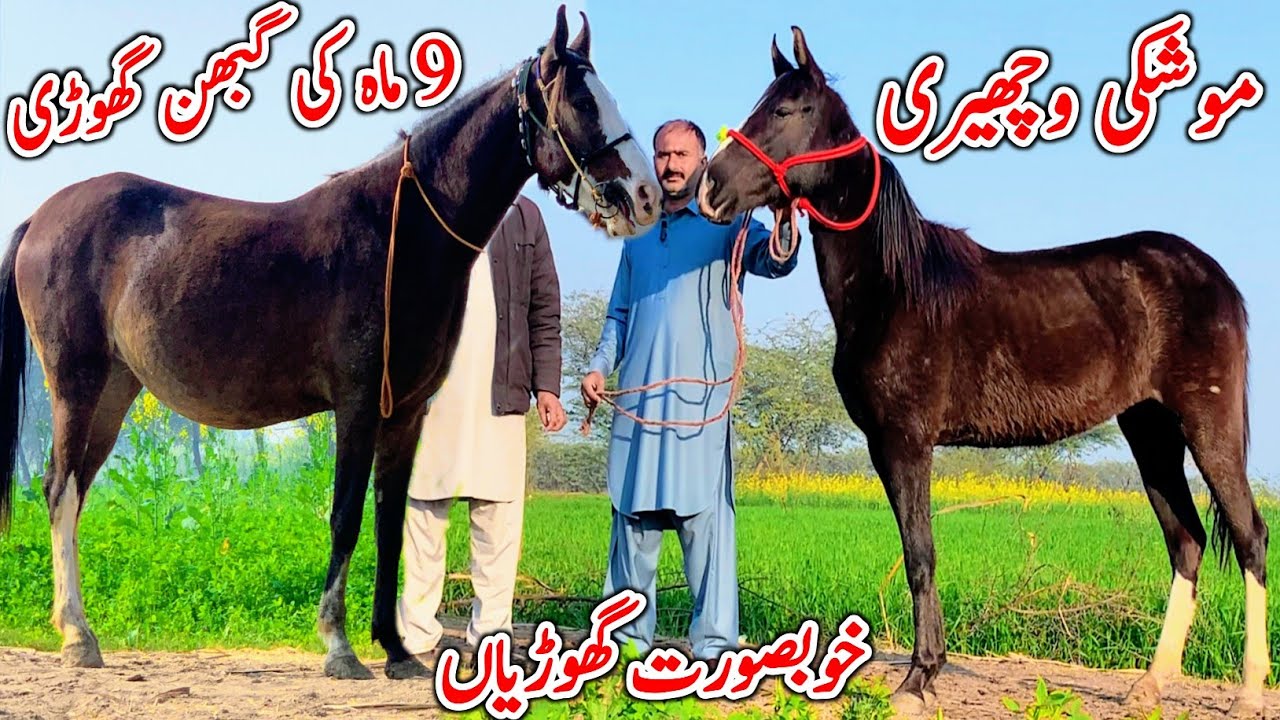 Beautiful Ghori For Sale | Desi Horse Farm | Horse For Sale In Pakistan | Horse In Punjab 