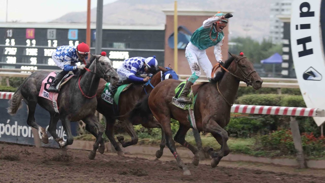 ST LEGER 2025 APOLO REY