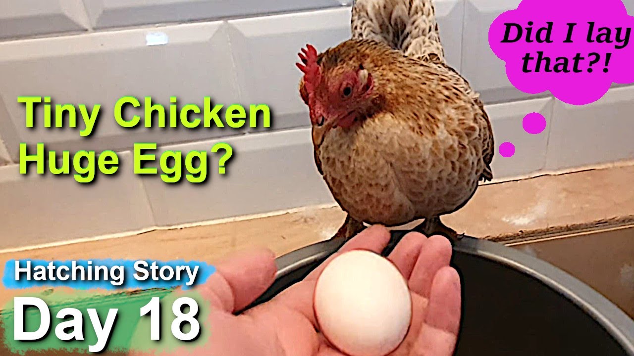 Pet Hen Hatching Tiny Chicks Day 18: Squeak's Huge Egg & Did Moving Broody Hens To New Nest Work?
