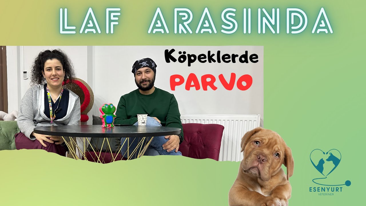 Laf Arasında - Parvo Nedir ?