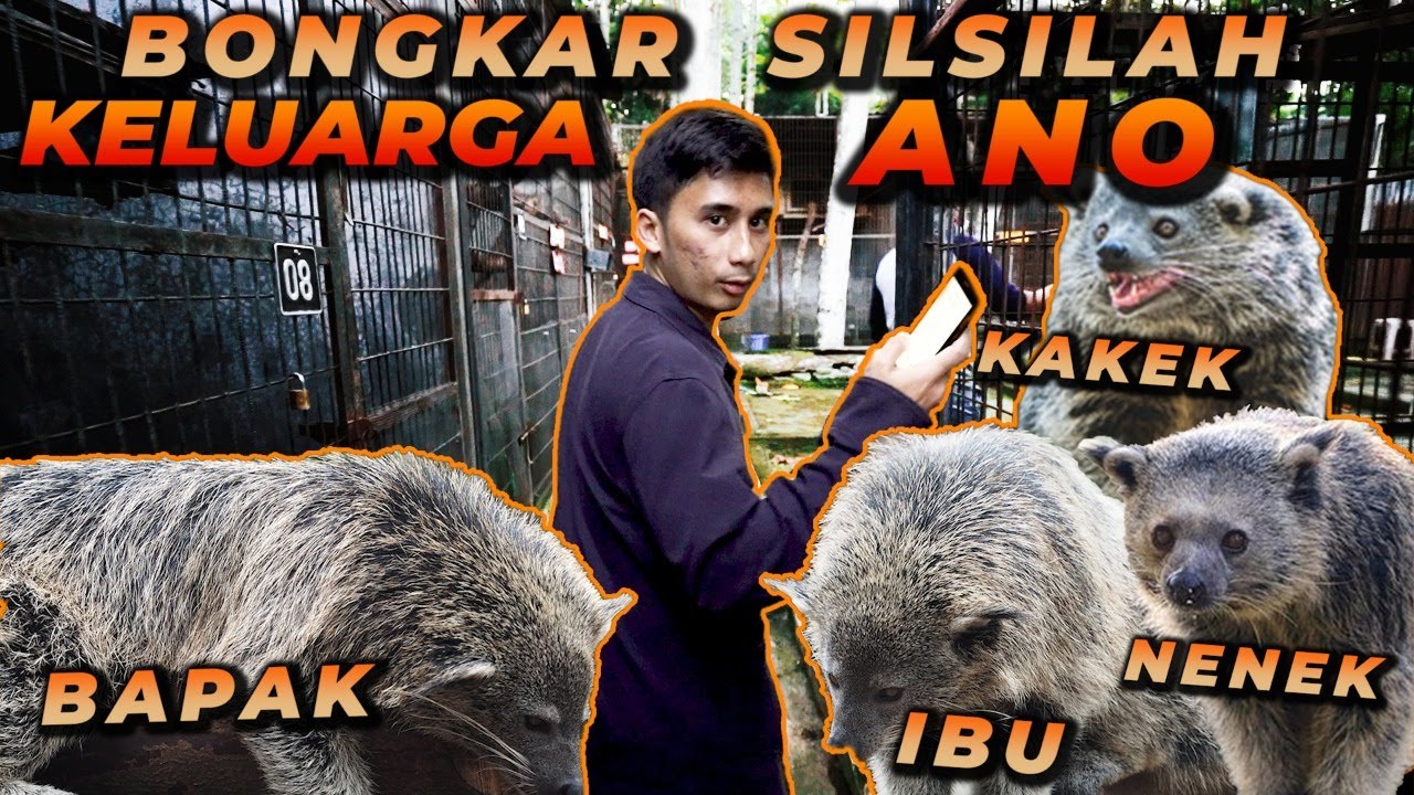 GREBEK PENANGKARAN BINTURONG ! KETEMU KELUARGANYA ANO