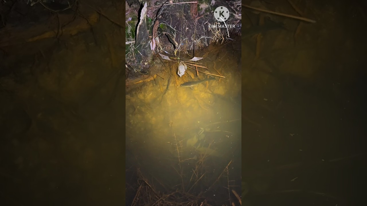 ഇവൻ ചൂണ്ടയിൽ പിടിക്കുമോ 