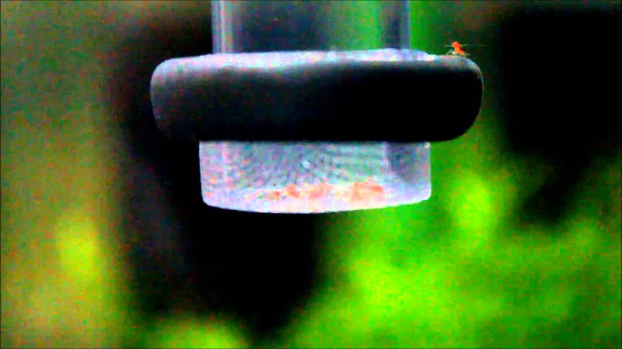 水晶蝦 孵蛋器 EGG TUMBLER