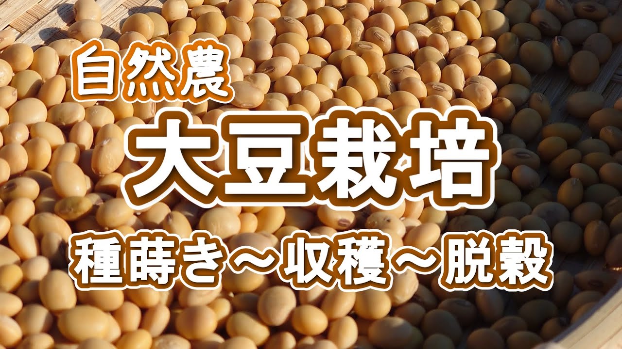 【自然農】大豆の栽培　種まき～収穫～脱穀