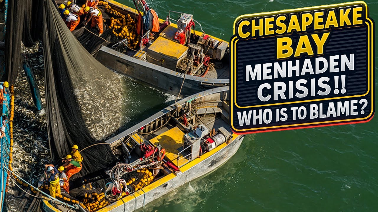 Chesapeake Bay Menhaden Crisis!!! What is Causing the Death of this Fishery?!