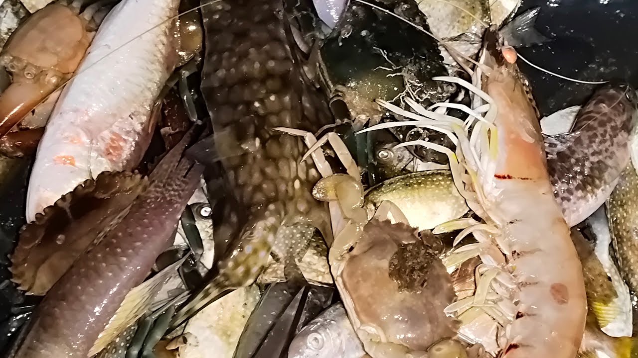 Catch, clean and cook after dawn Spearfishing