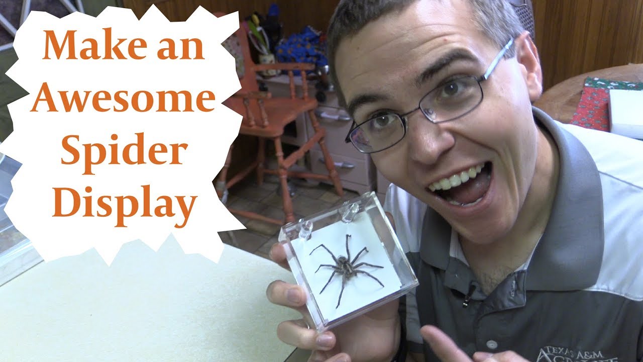 Making an Awesome Spider Display