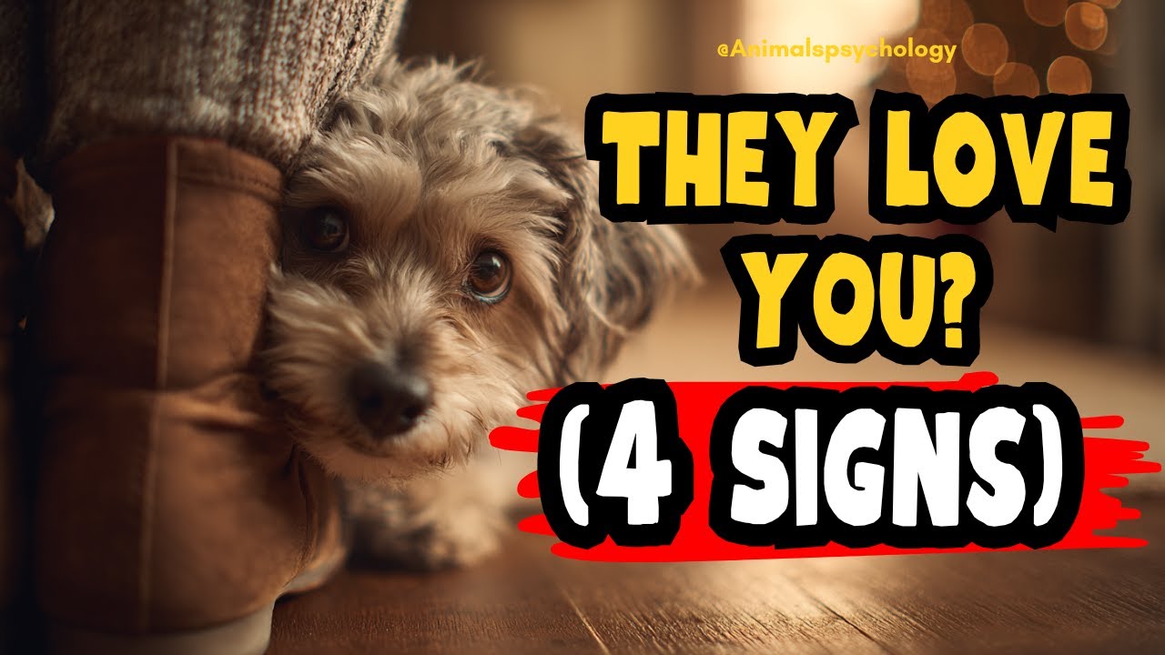 4 Signs Your Dog Loves You More Than Anyone Else