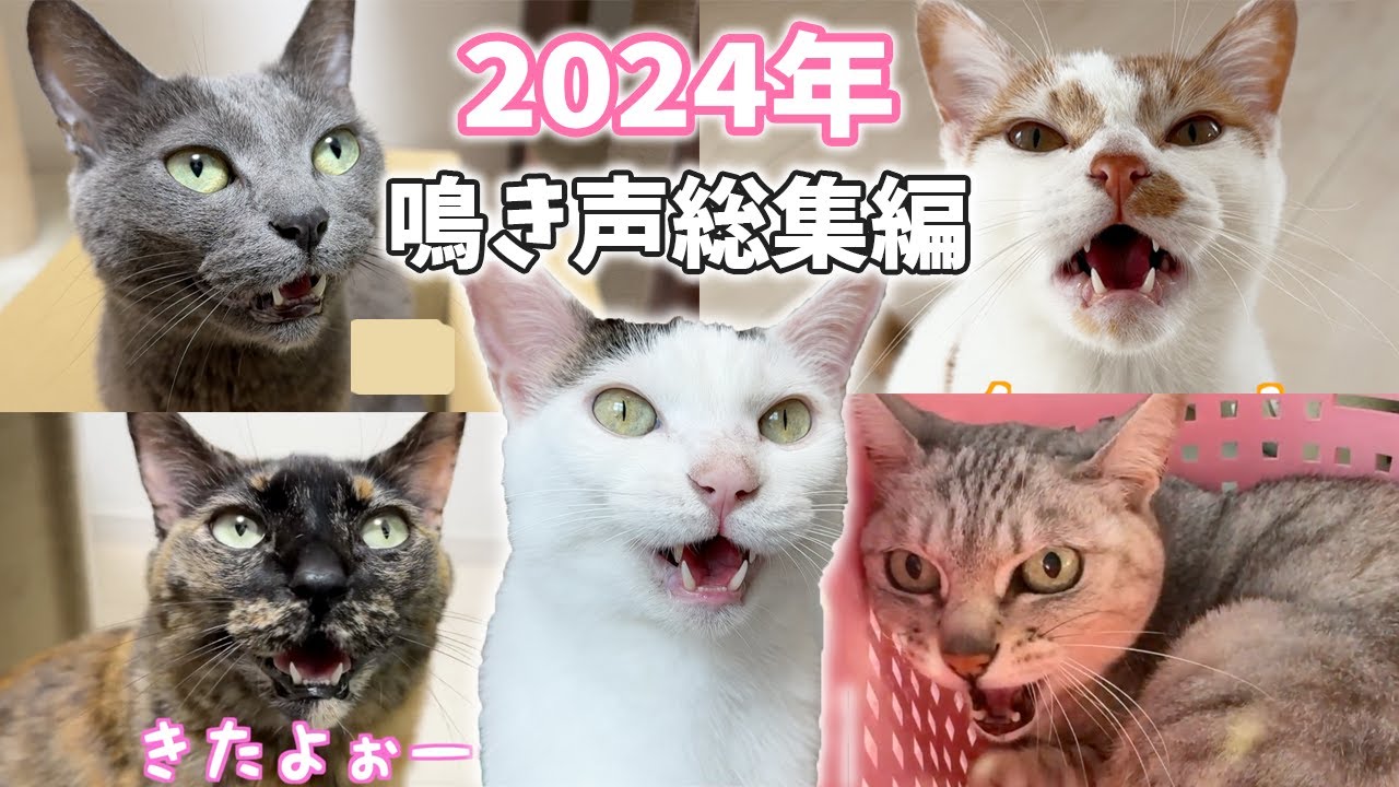 2024年！猫5匹の鳴き声総集編！