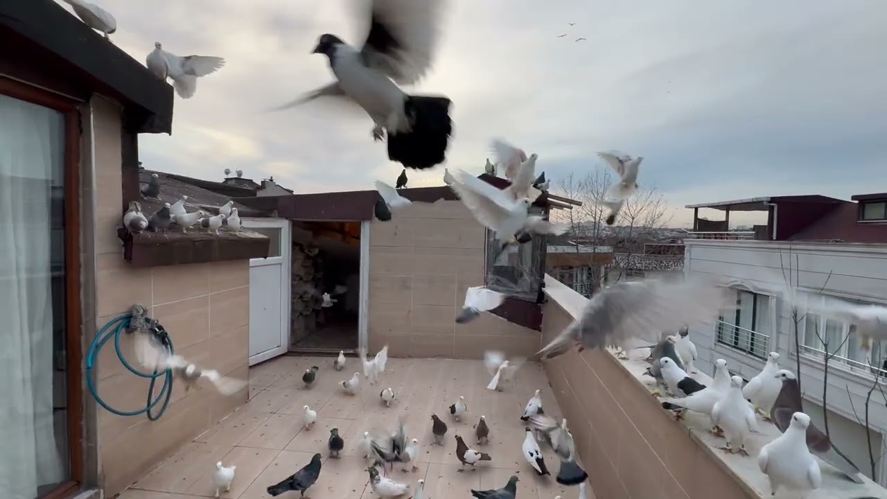 KUŞLARIMIN SON DURUMU 