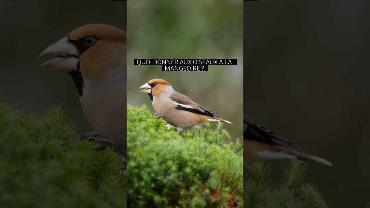 Que donner &agrave; manger aux oiseaux l&rsquo;hiver, &agrave; la mangeoire? 🐦 #faune #biodiversity #oiseaux