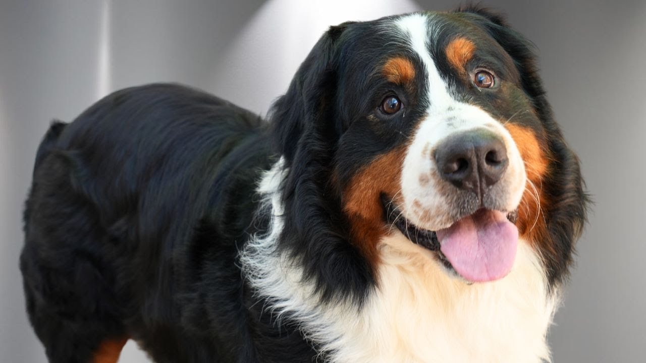 Watch me win the heart of a very nervous Bernese Mountain Dog