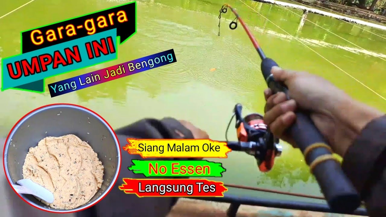 •NAH LOHH•.! Racikan umpan ikan mas amis spesial \\ Terbukti gacor