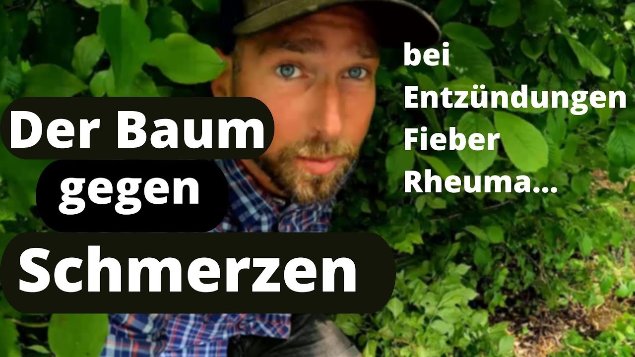 Der Baum gegen Schmerzen - die Weide - salix sp.