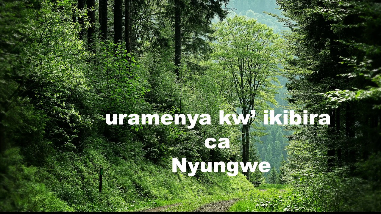 Ikibira ca Nyungwe 90 lyrics by Evode Ntahonankwa
