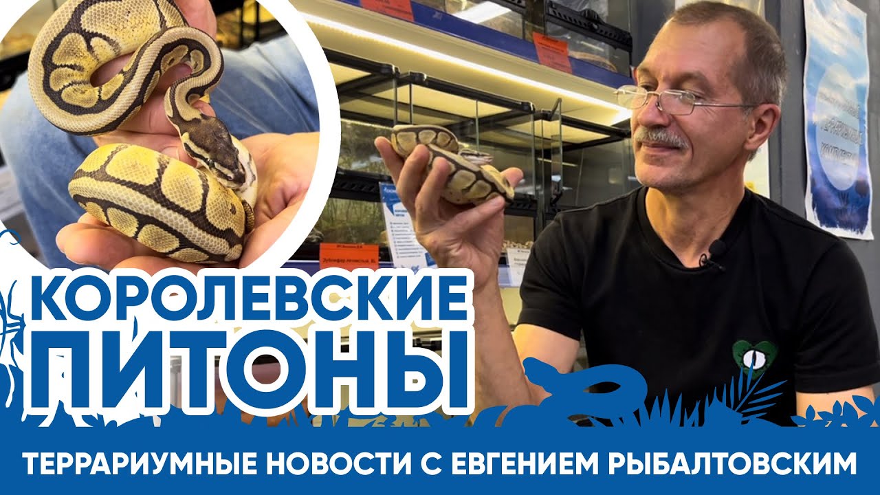 Террариумные новости с Евгением Рыбалтовским (31.10.2023). Королевские питоны.