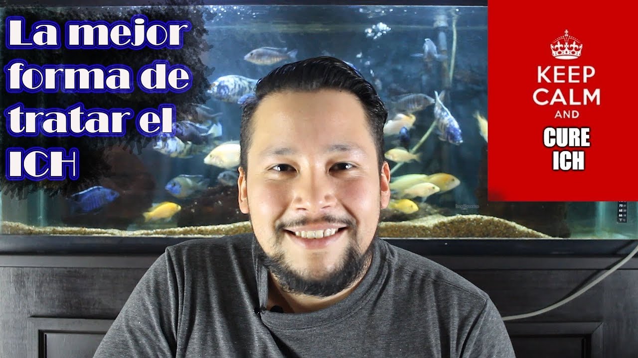 ¿Puntos Blancos en los Peces? Tenemos la Solución. | Ich y cómo curarlo