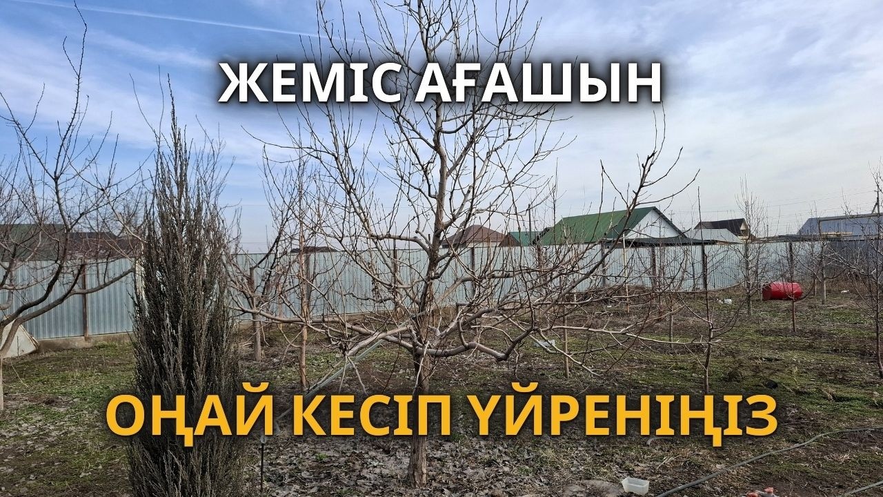 АЛМҰРТ АҒАШЫН ОҢАЙ ӘРІСТЕ КЕСУ. Үлкен жеміс ағаштарын кесу