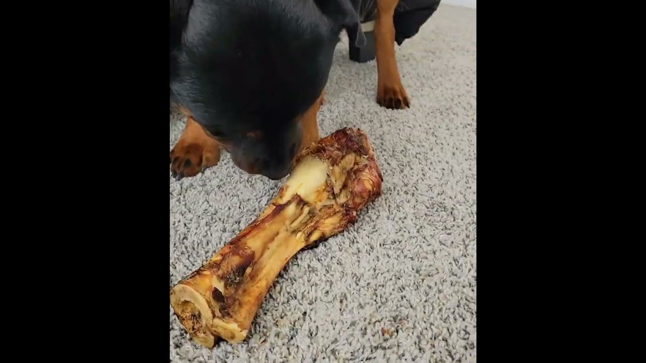 Dog growls to protect his bone? Ours has a pure heart 🥰