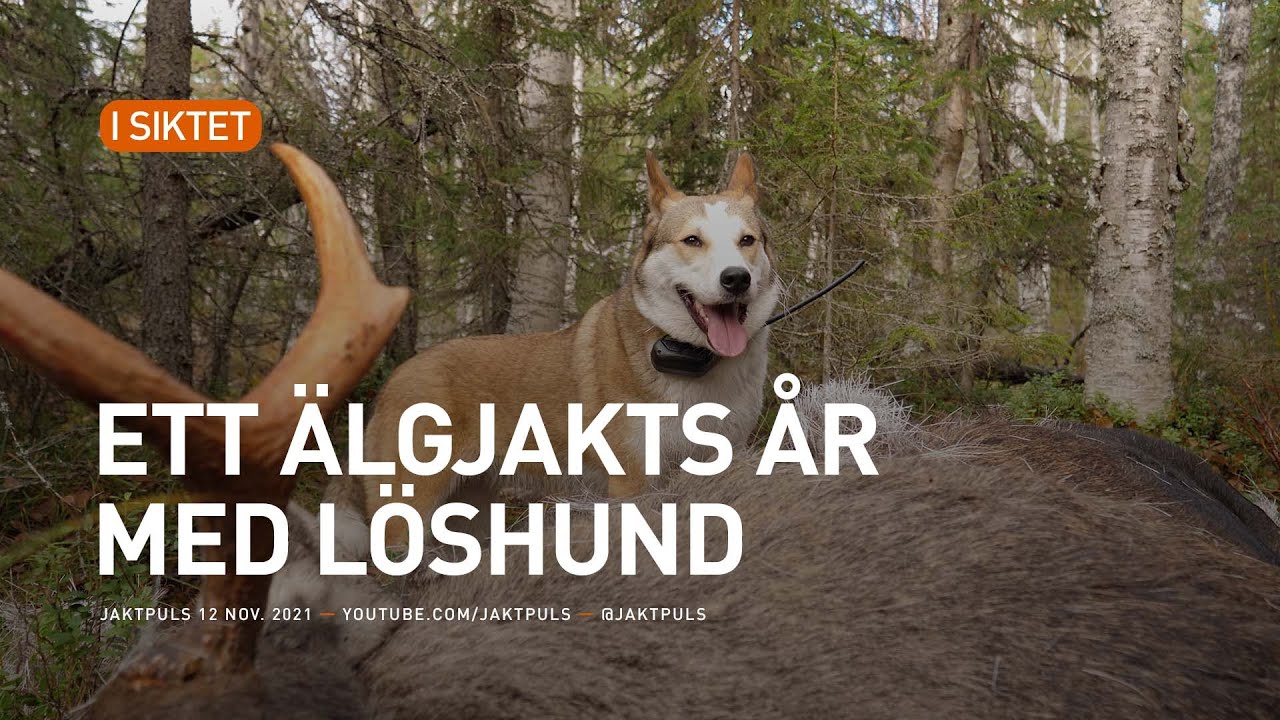 Ett älgjakts år med löshund