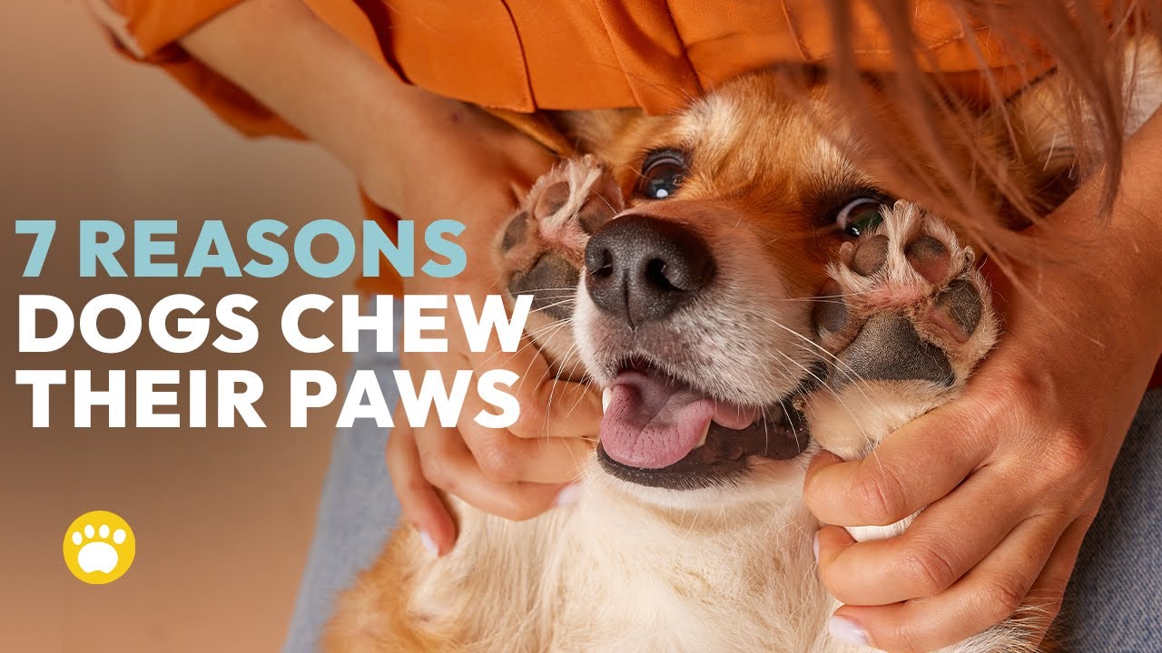 7 Common Reasons Why Dogs Chew Their Paws