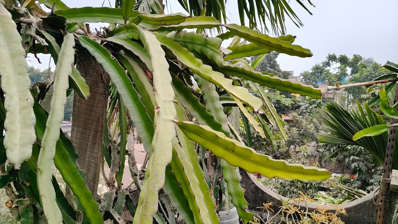 ড্রাগন গাছে এই তরল খাবার দিন ,ড্রাগন দ্বিগুণ ফলন হবে ।
