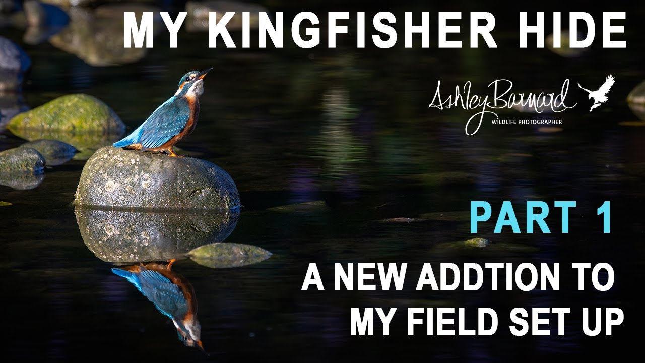 What I Did to Finally Capture Stunning Kingfisher Photos in the Wild