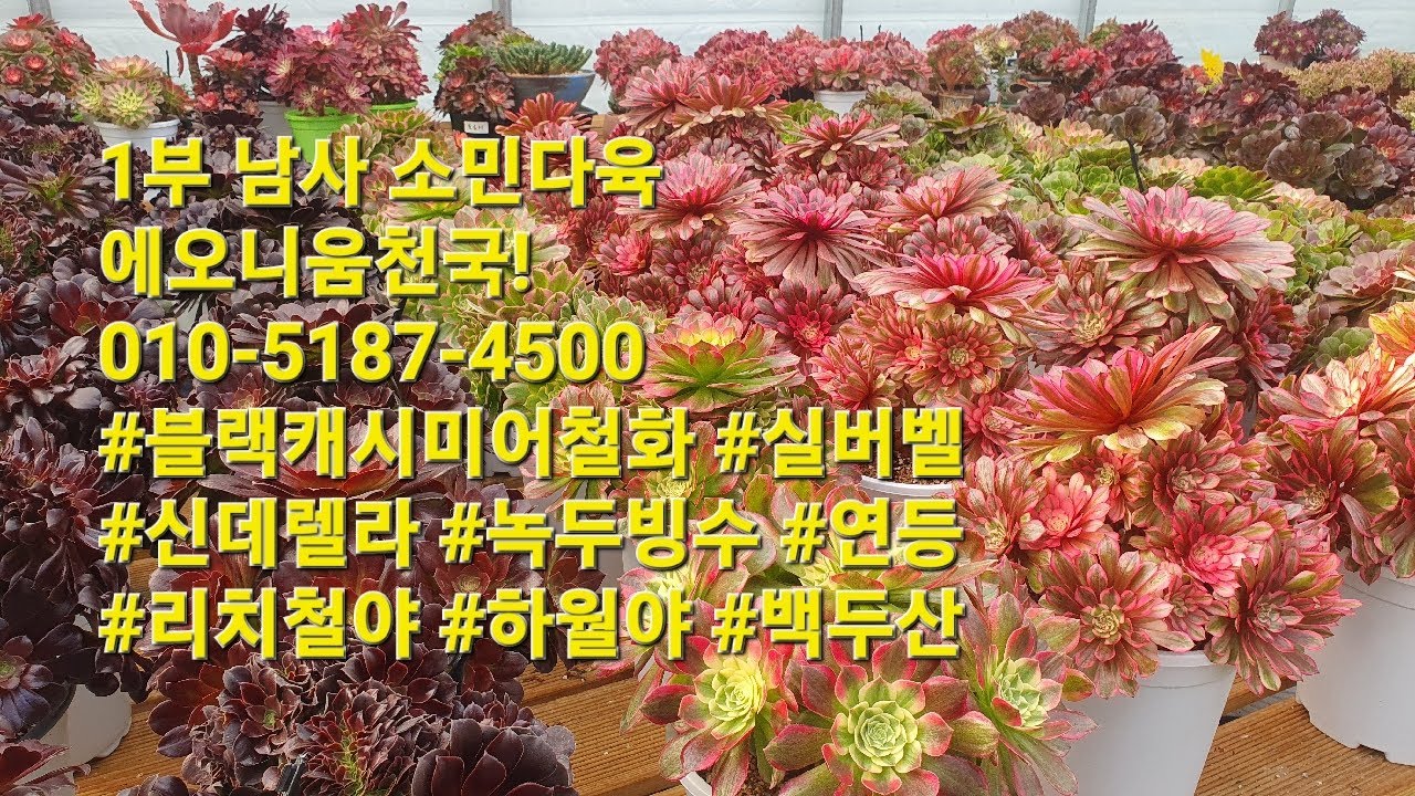 1부 남사 소민다육 에오니움천국! 010-5187-4500 #블랙캐시미어철화 #실버벨 #신데렐라 #녹두빙수 #연등 #리치철야 #하월야 #백두산