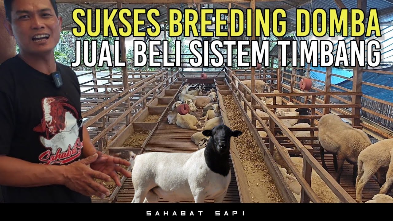 SUKSES BREEDING DOMBA DAN JUAL BELI SISTEM TIMBANG | KANDANG WEDHUS'E BAGUS