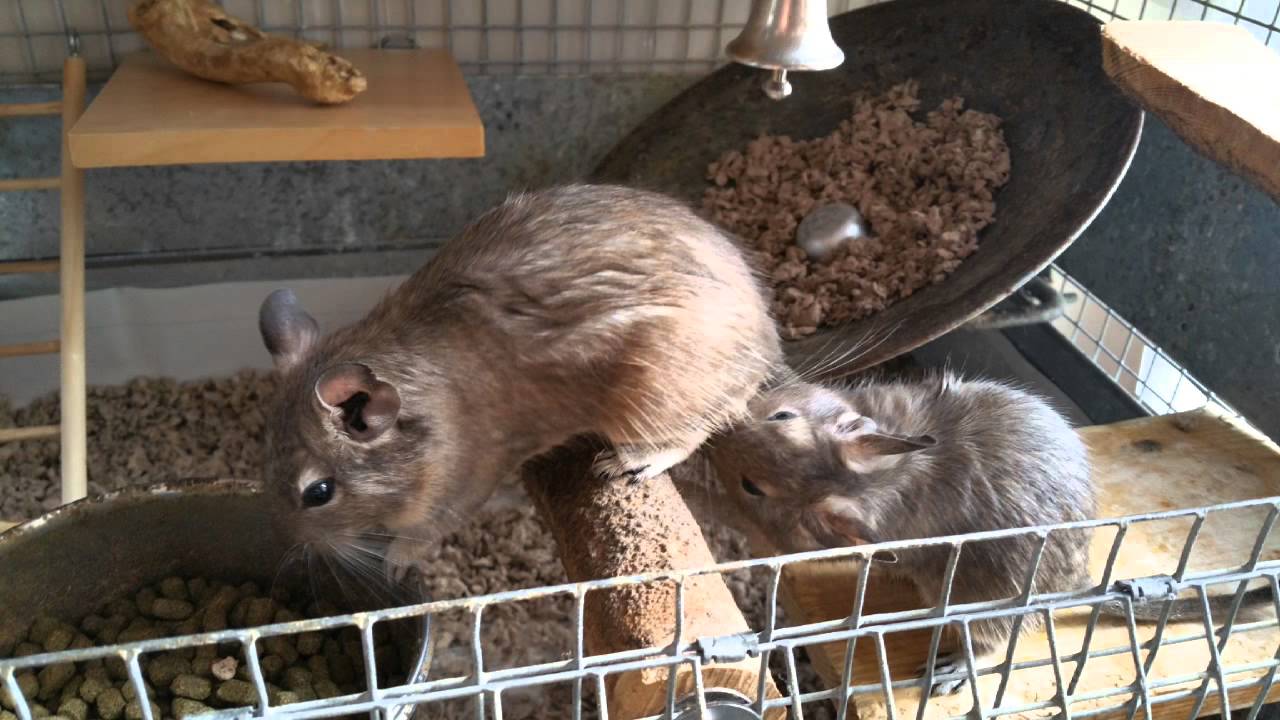 Unboxing new degus into their new home :)