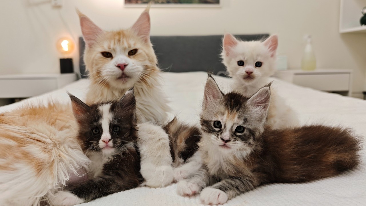 Ada Has Her Paws Full With Her Kittens!