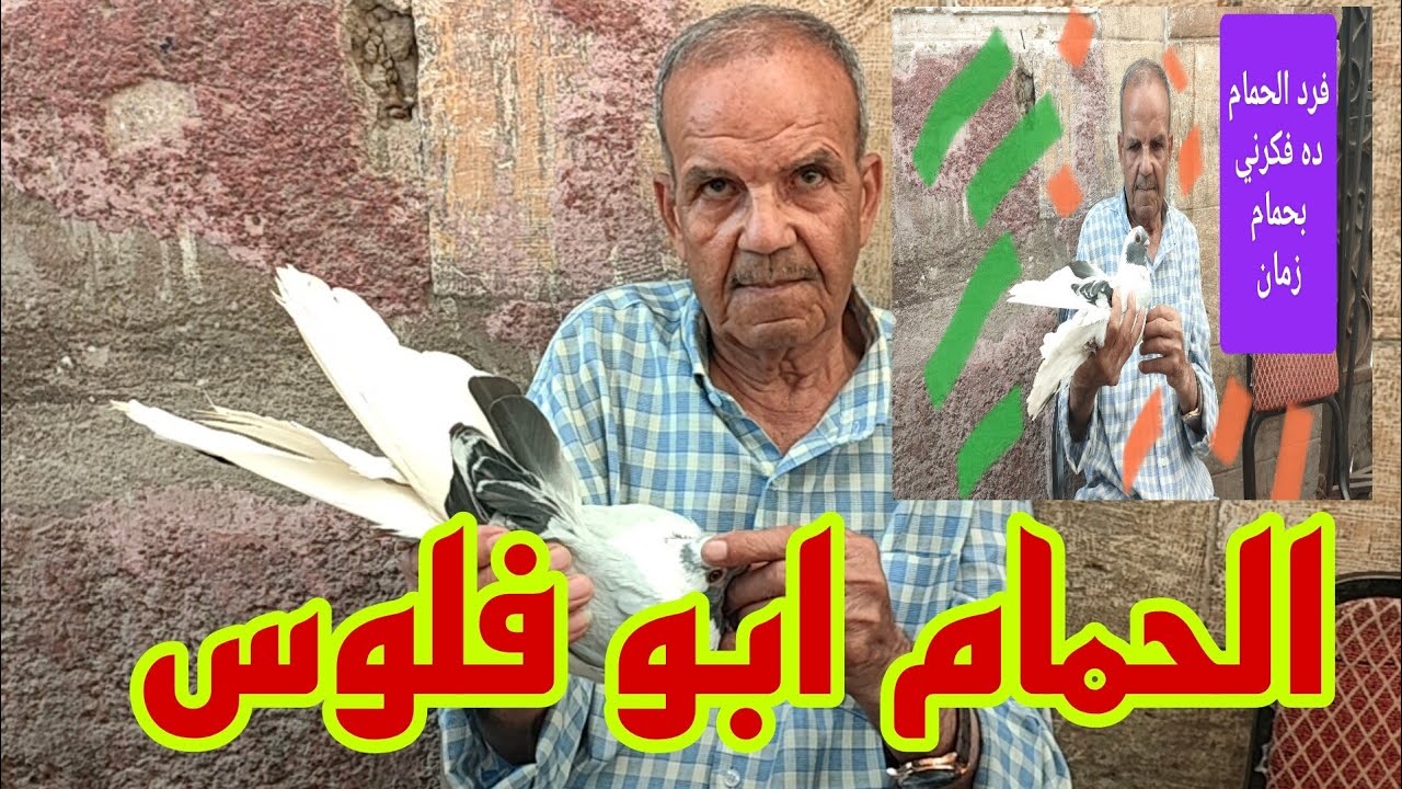 🔴 هل المعلومة اللي بتتقال بتطبق علي اللي بيقولها #الحمام_الغزار