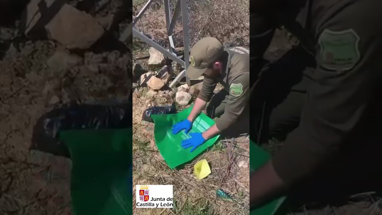 inspección y recogida de aves electrocutadas por tendidos eléctricos