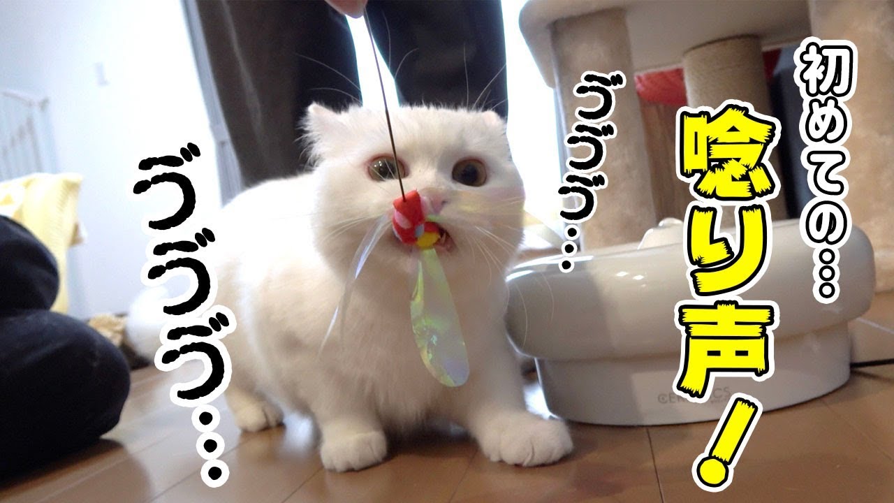【衝撃映像】初めて聞く飼い猫の唸り声が可愛すぎた…！