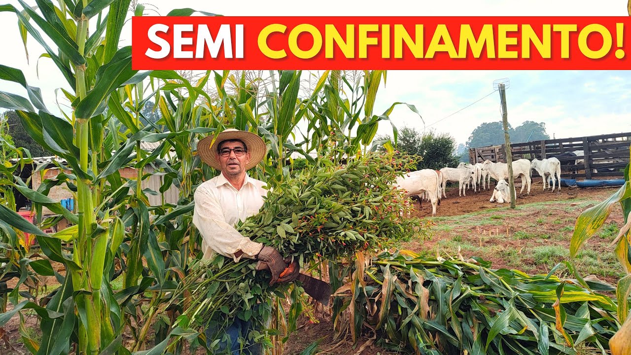Servindo ALIMENTO que Faz TODA DIFERENÇA para as NOVILHAS no Semi Confinamento. Milho + Guandu!