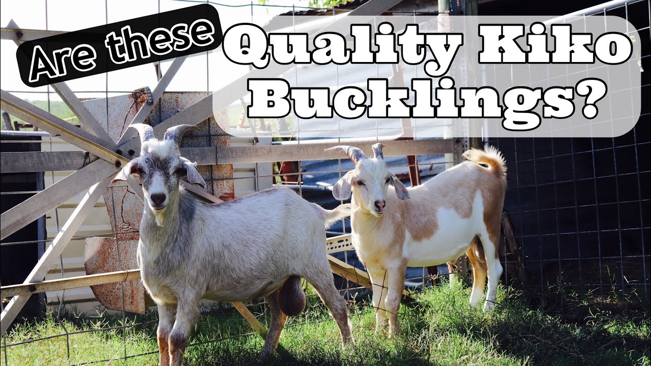 Are These Quality Kiko Buckling's ? | Young Kiko Bucklings | Raising quality kiko goats | Goat Farm