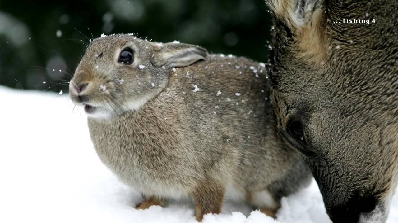 Deer and  wild rabbit