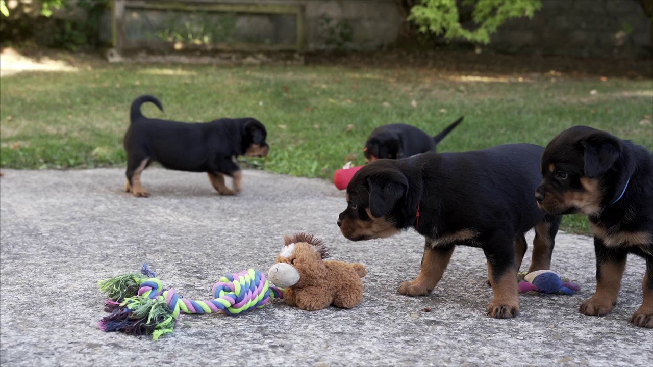 Vidéo chiots Rottweiler  5 semaines (LOYD x NERON)